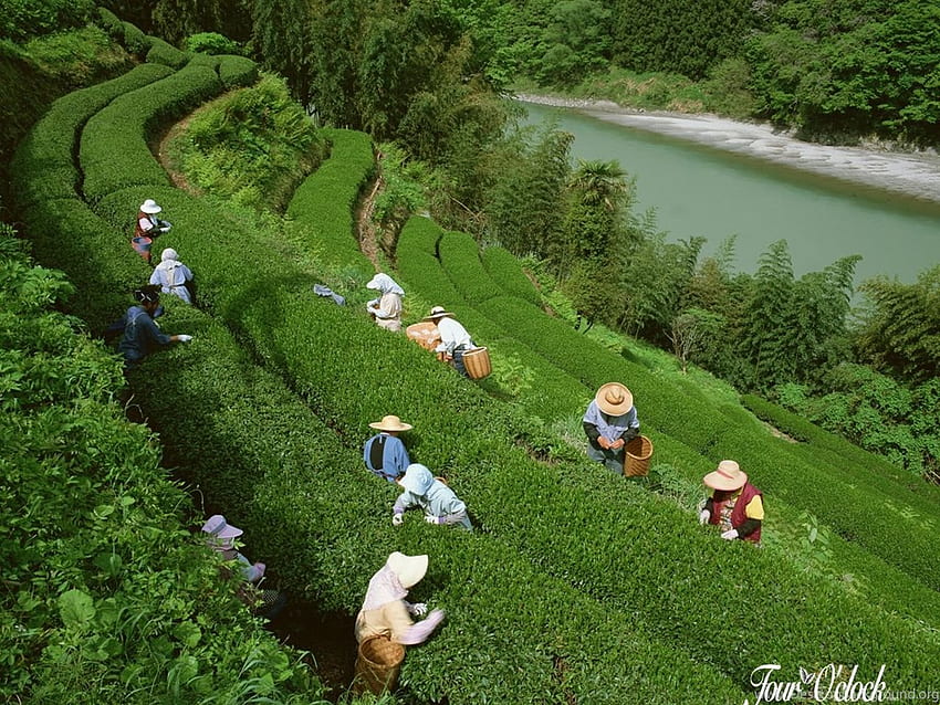 Tea garden background HD wallpapers | Pxfuel