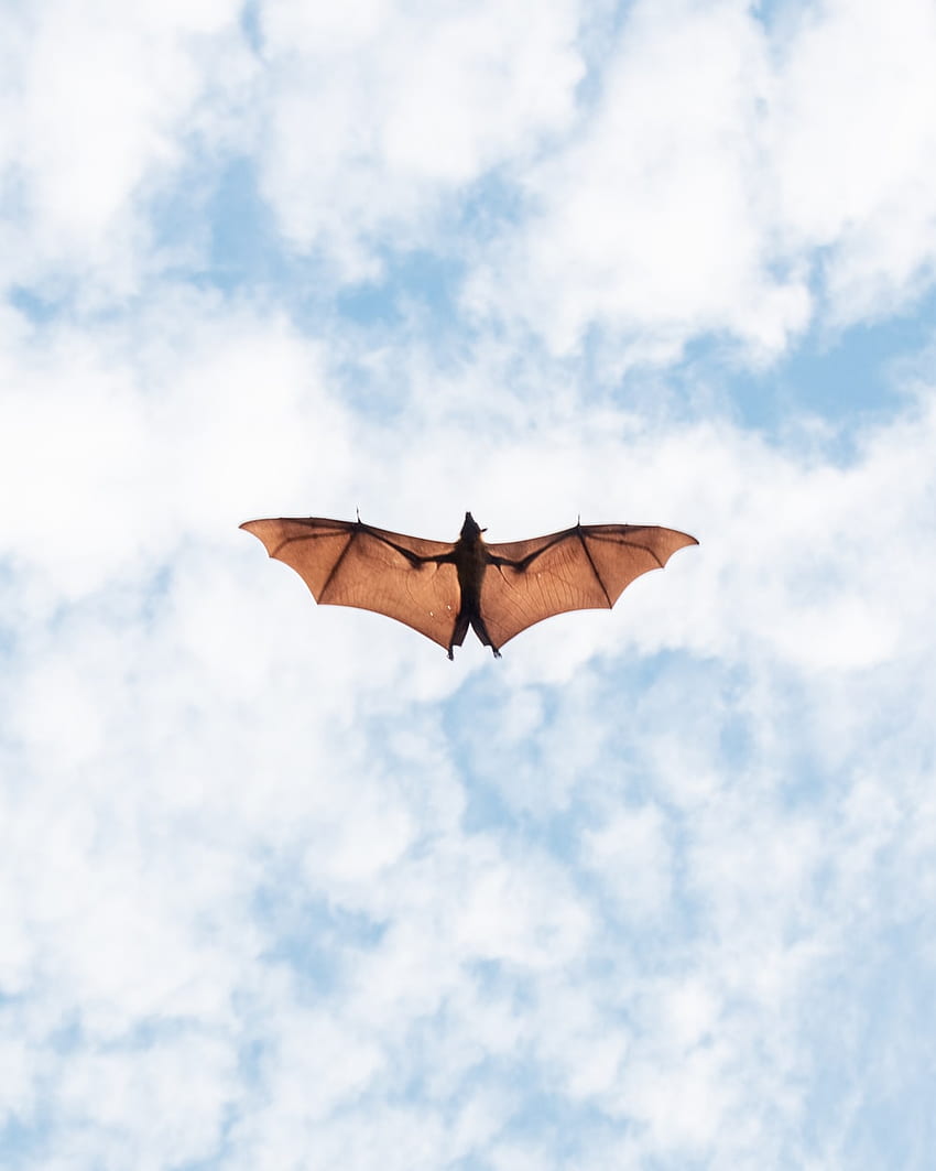Morcego de fruta, morcegos voando Papel de parede de celular HD