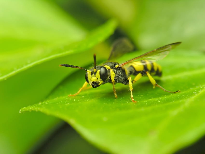 Insekt, Biene HD-Hintergrundbild