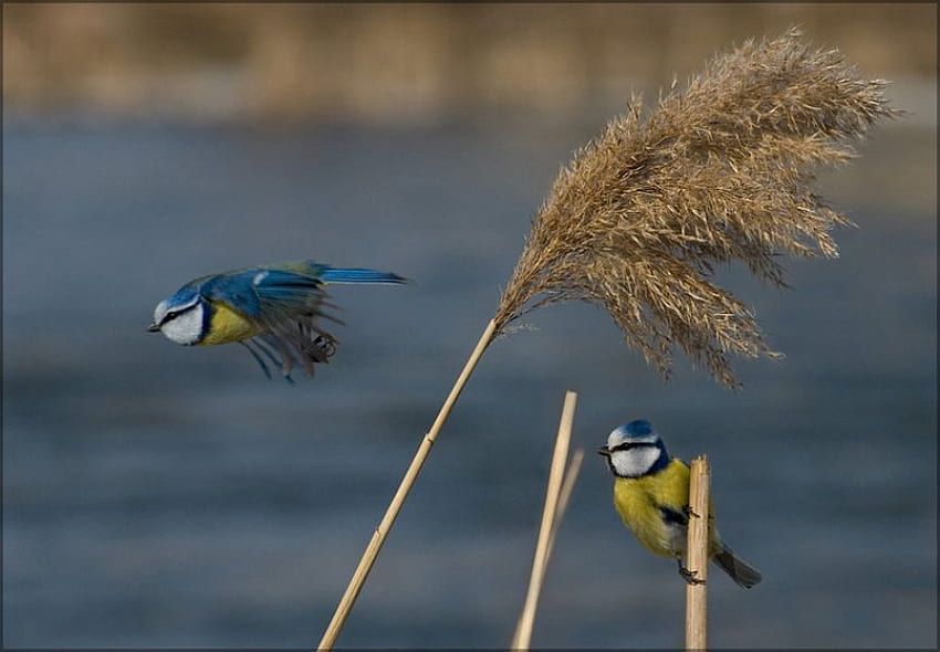 หัวนมสีฟ้า ปีก น่ารัก นก นก วอลล์เปเปอร์ HD