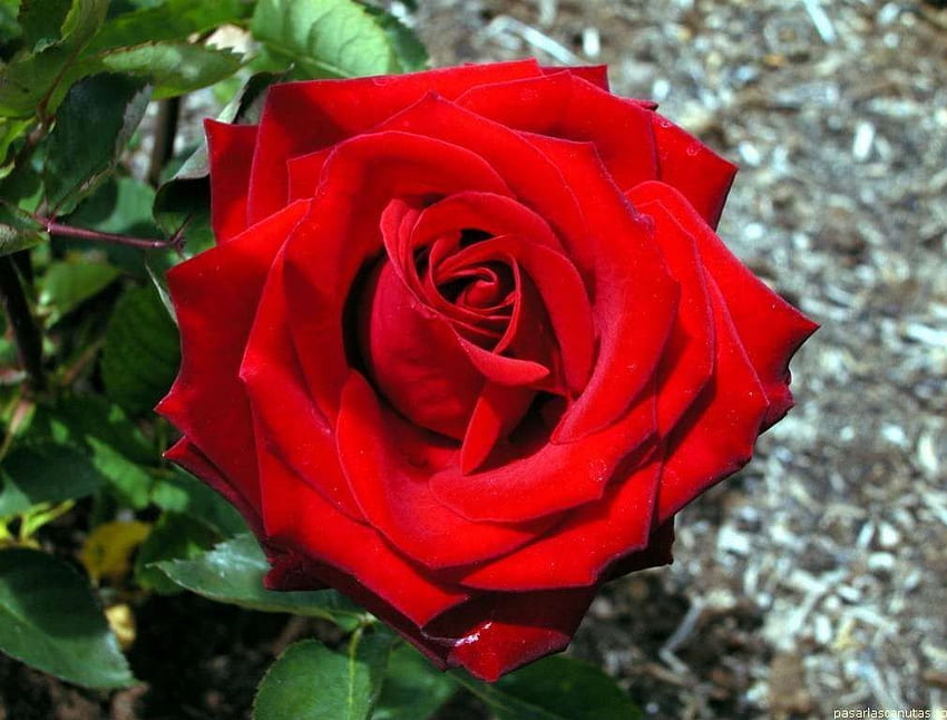 Pretty rose, nature, red rose, blooms, flower HD wallpaper