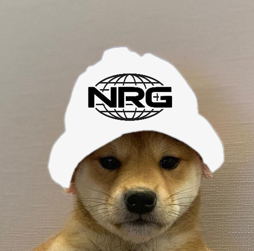 NRG Dogwifhat. Dogwifhat. Dog , Cute dog , Dog icon, Doggo Meme HD wallpaper