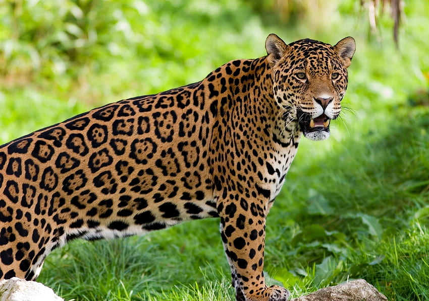 Animals, Jaguar, Predator, Wild Cat, Wildcat HD wallpaper