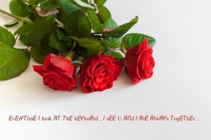 U and I, quote, words, roses, love HD wallpaper
