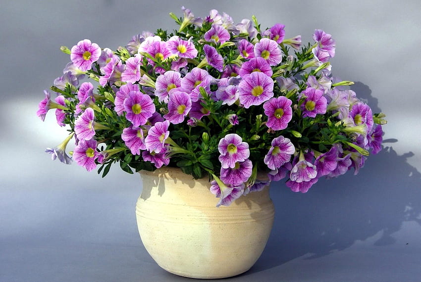 Flores, Sombra, Vasos, Vaso De Plantas, Petúnias papel de parede HD