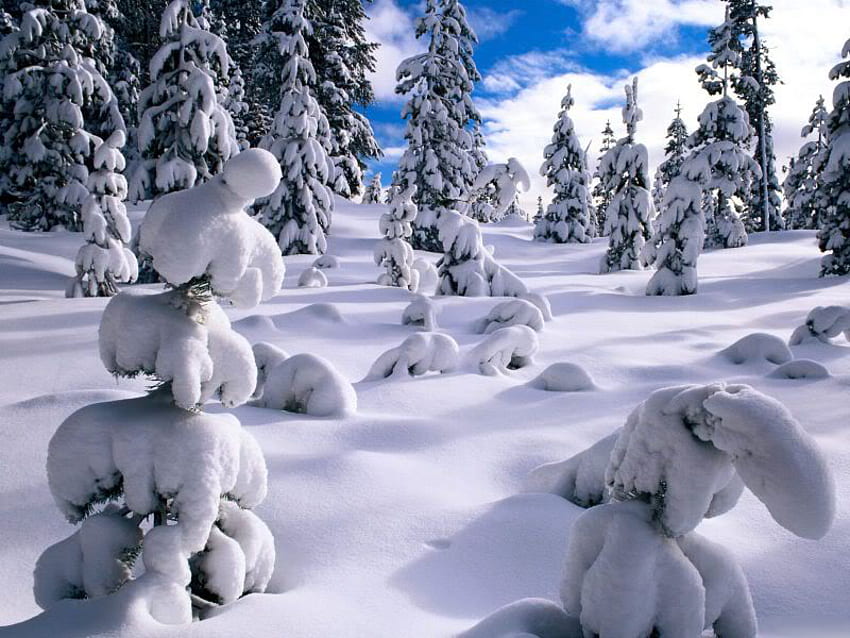 Snowy Mountain Pines, winter, snow, cold, nature, pines, mountain HD ...