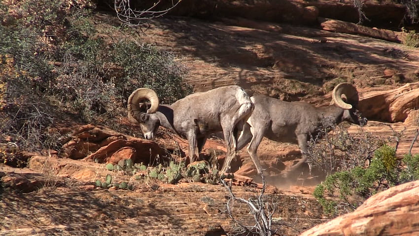 Desert bighorn Sheep rams in Rut 1278269 Stock Video at Vecteezy HD wallpaper