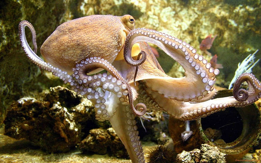 октопод HD тапет
