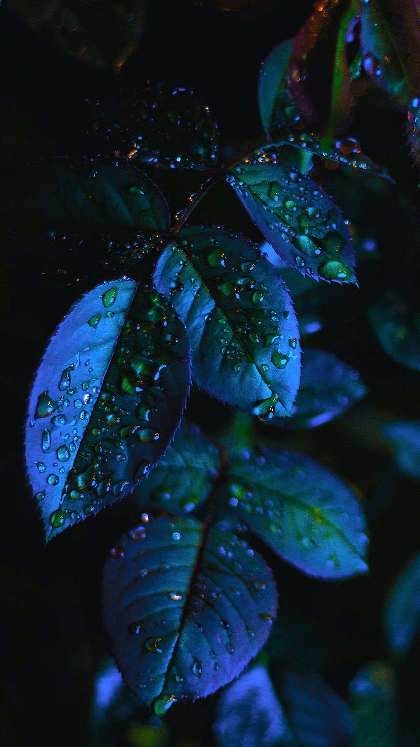 hojas, hojas azules fondo de pantalla del teléfono