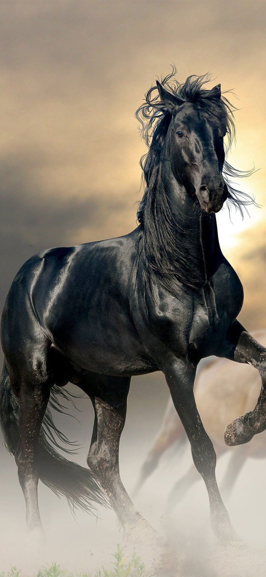 iPhone Cavalo Preto, Beleza Negra Papel de parede de celular HD