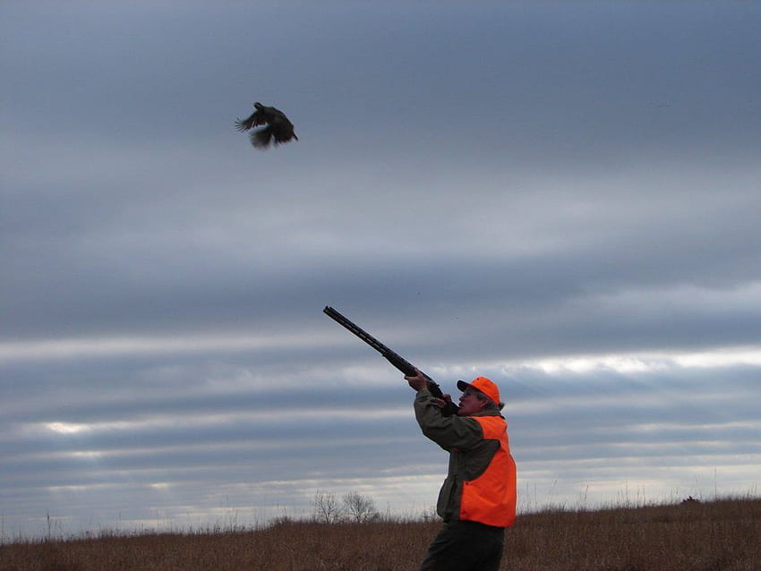 Kansas Hunting Lodge Pheasant Hunting Upland Bird Hunts Hd Wallpaper