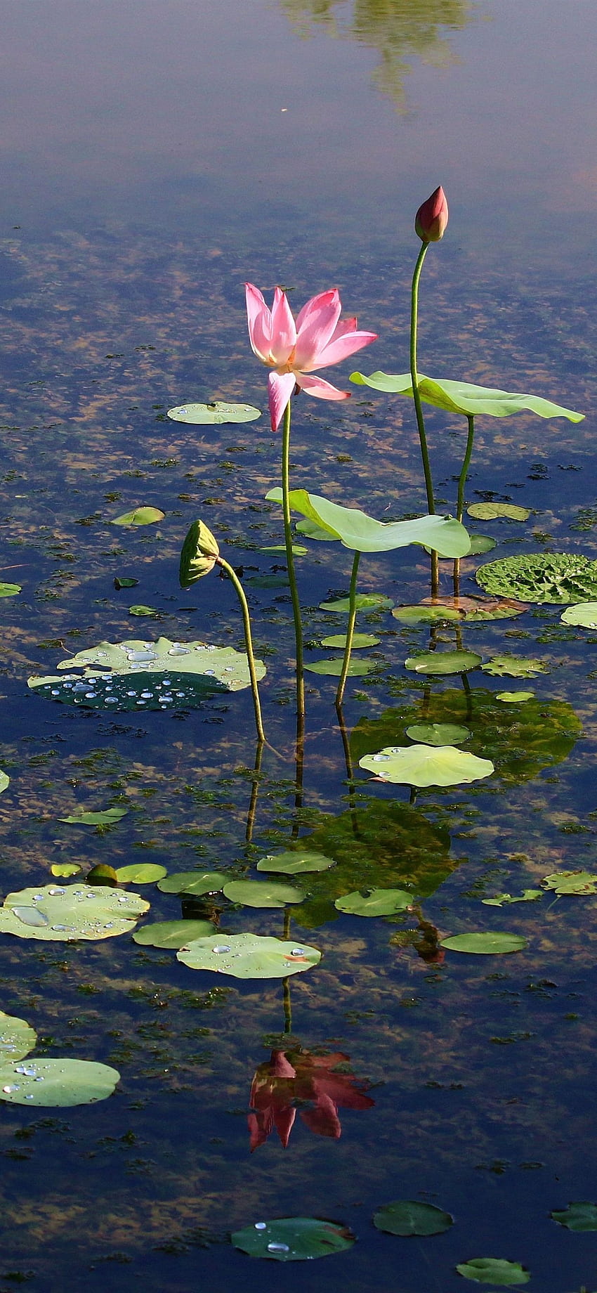 池, 蓮, 花, 澄んだ水, iPhone 11 Pro XS Max, 背景 HD電話の壁紙