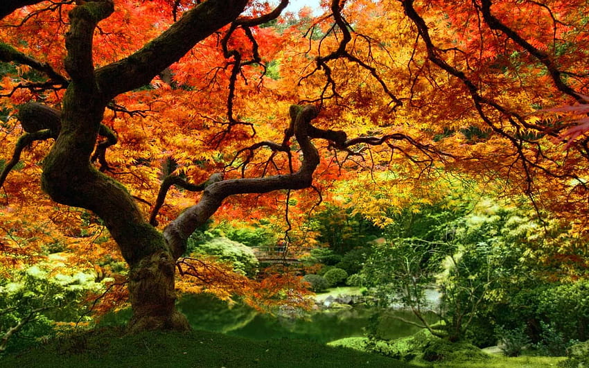 saravanakumar arumugasamy on NaturA. Autumn leaves , Autumn forest, Autumn trees, Ireland Autumn HD wallpaper