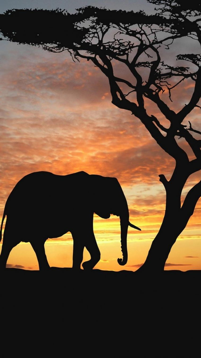 Sunset trees animals silhouette elephants africa baby elephant, African HD phone wallpaper