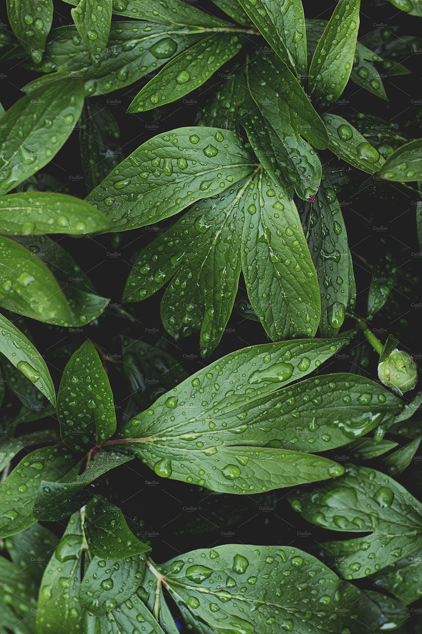 Vegetazione lussureggiante con gocce di pioggia. Graphy fogliare, Estetica verde, Alberi di graphy natura, Estetica vegetale verde Sfondo del telefono HD