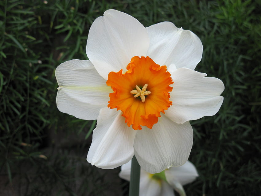 Żonkile 22 kwietnia, biały, graficzny, Kwiaty, ogród, pomarańczowy, Żonkile Tapeta HD