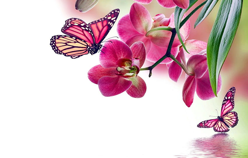 나비, 꽃, 난초, 분홍, 물, 꽃, 아름다운 꽃과 나비 HD 월페이퍼