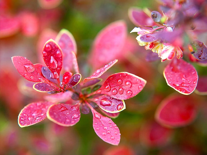Мокри цветя, розови, мокри, красиви, цветя HD тапет