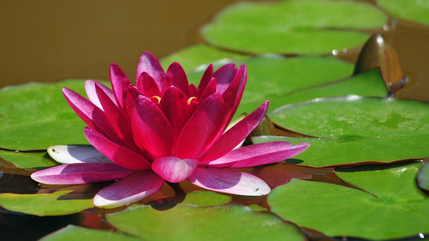 Pink Lotus Flower Pink Lotus Flower [] for your , Mobile & Tablet. Explore  Lotus . Lotus for Walls, Lotus Flower for, Lotus Flower Garden HD wallpaper  | Pxfuel