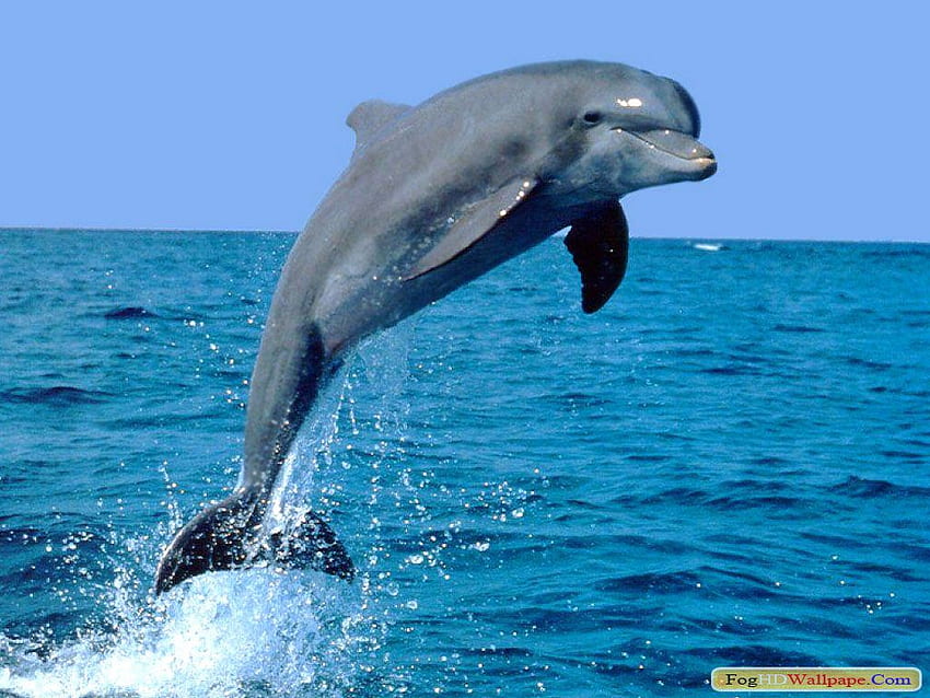 Pez delfín. Niebla fondo de pantalla