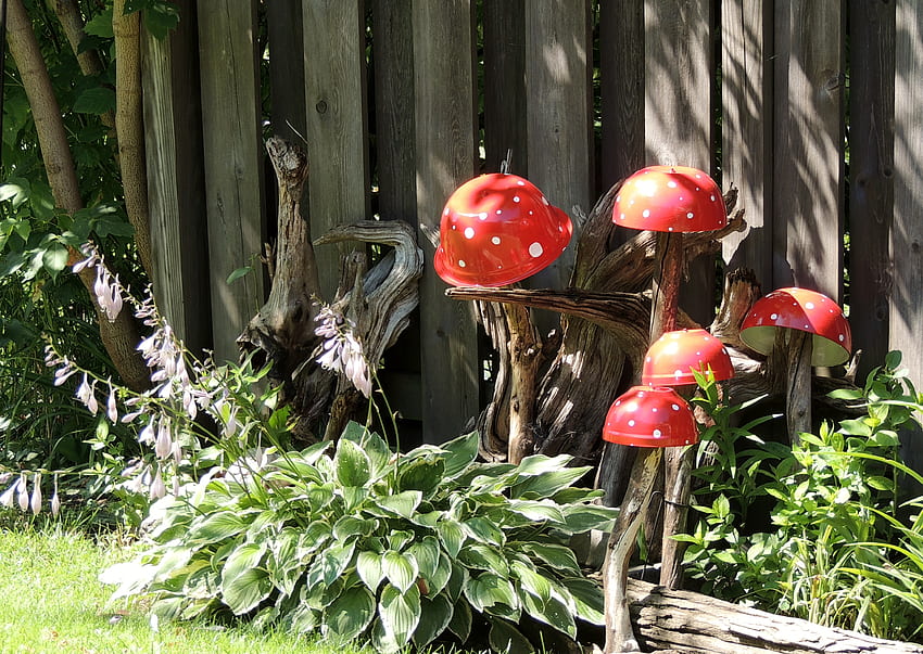 Mushrooms garden HD wallpapers | Pxfuel