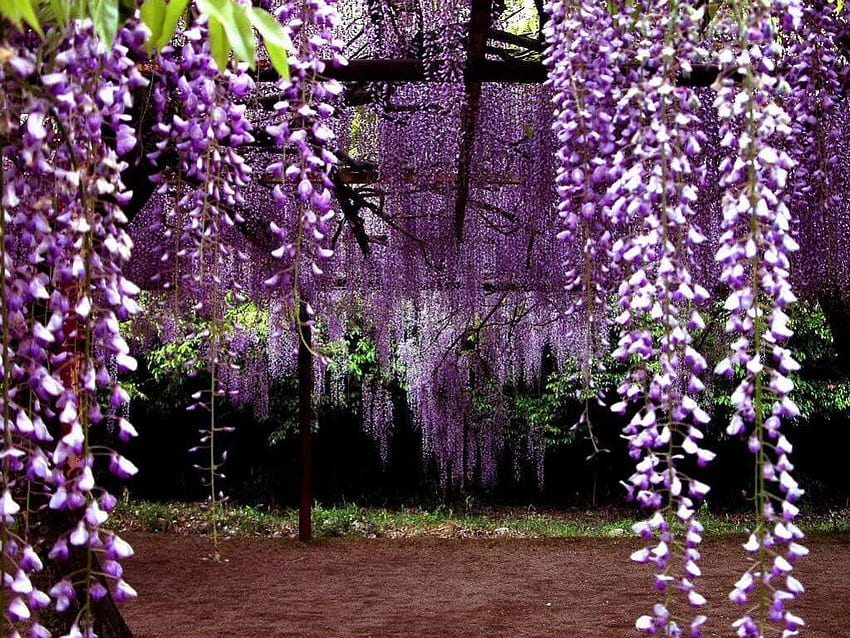 spring in Japan, purple, wisteria, spring, japan HD wallpaper