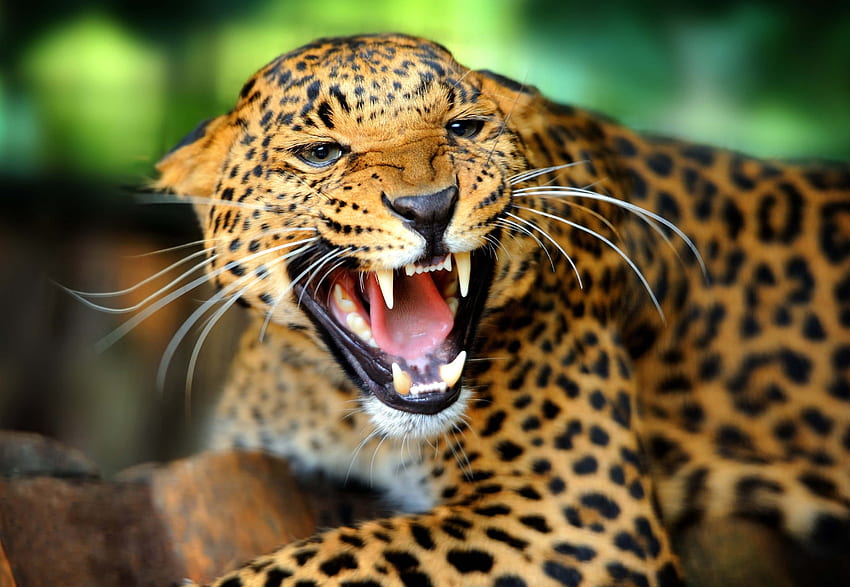 Animali, Leopardo, Sorriso, Caduta, Bocca, Gatto selvatico, Gatto selvatico, Ruggito, Rabbia Sfondo HD