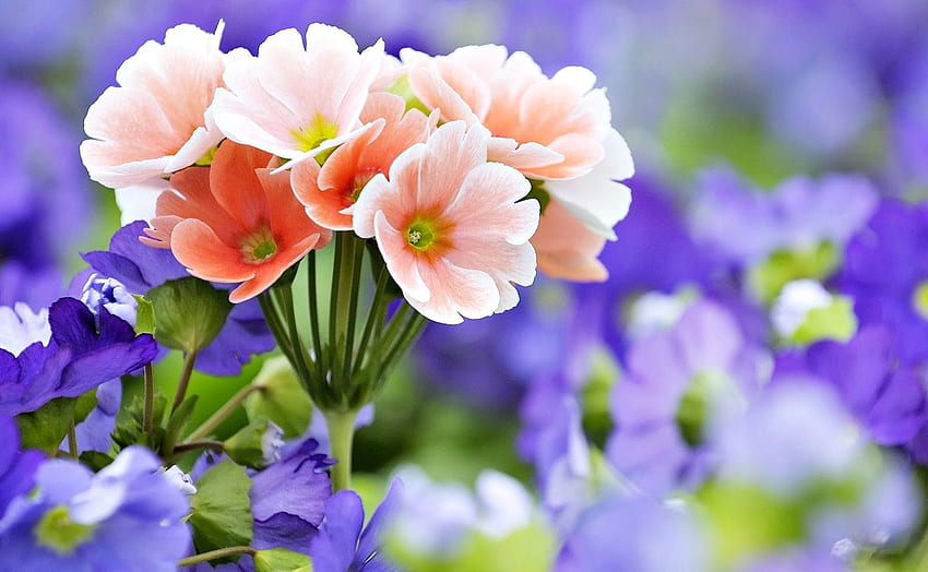 Gambar Bunga Cantik Indah. Podpis IG Keren Tapeta HD