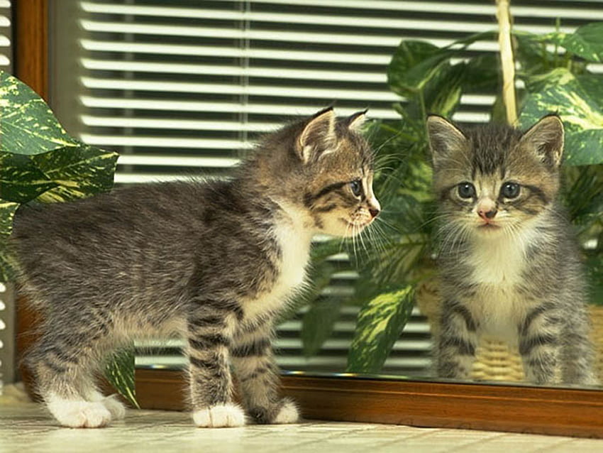 Gatto allo specchio, gattino, specchio, pianta, gatto Sfondo HD