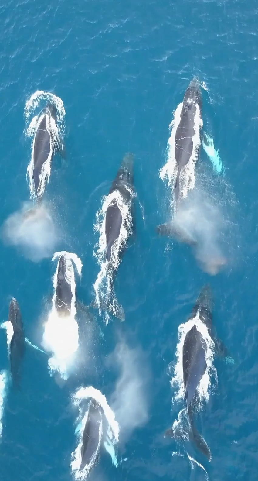 Whale Live iPhone -, linda baleia roxa Papel de parede de celular HD