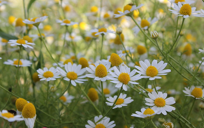 ดอกไม้, ฤดูร้อน, คาโมไมล์, ฟิลด์ วอลล์เปเปอร์ HD
