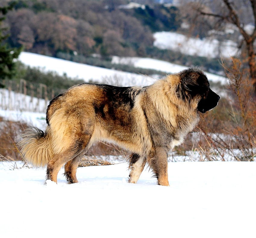 Russian Caucasian Mountain Dog HD wallpaper