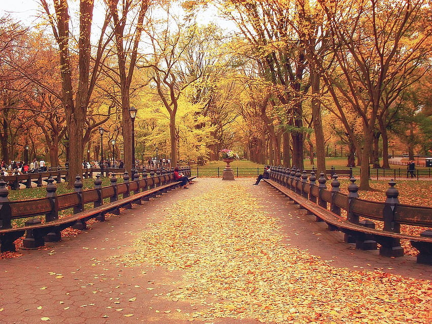 Autumn in New York City in 24, NYC Fall HD wallpaper | Pxfuel