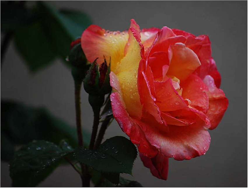 Noch eine Gartenrose fuer Jeri, art , yellow, garten rose, red, beautiful HD wallpaper