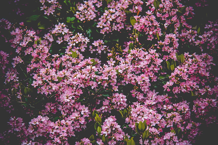 Flores, Arbusto, Bloom, Floração papel de parede HD