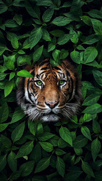 Top 25 Best Tiger iPhone Wallpapers  GettyWallpapers