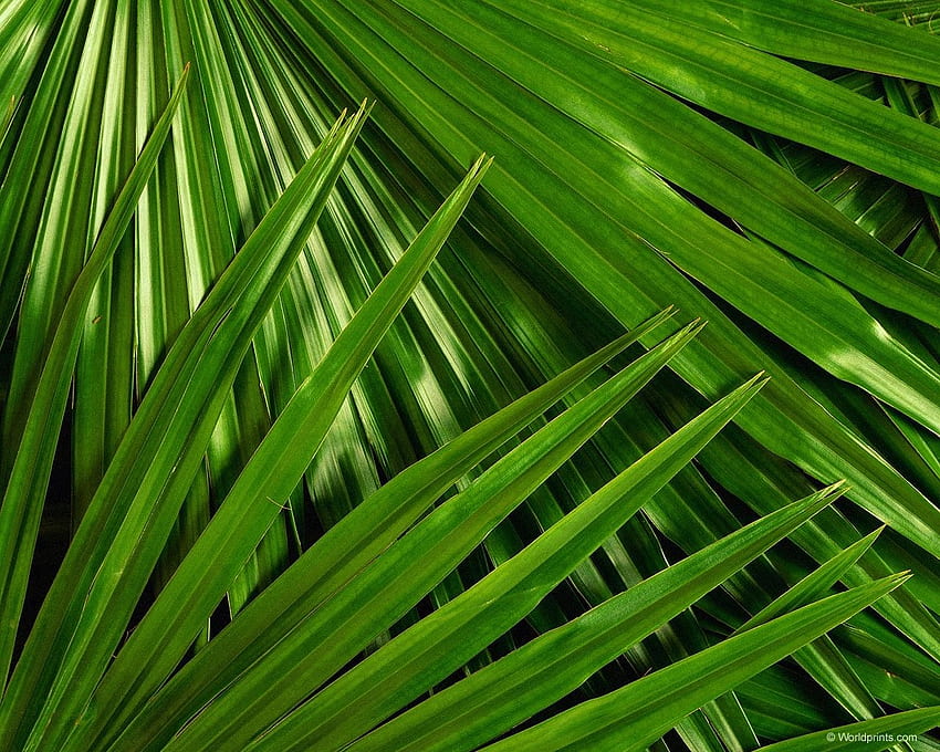 feuilles de palmier uggestcom [] pour votre , mobile et tablette. Explorez la feuille de palmier. Palmier , Feuille De Palmier , Feuille De Palmier Tropical Fond d'écran HD