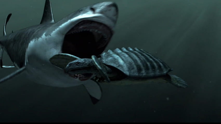Megalodon Shark Sightings HD wallpaper
