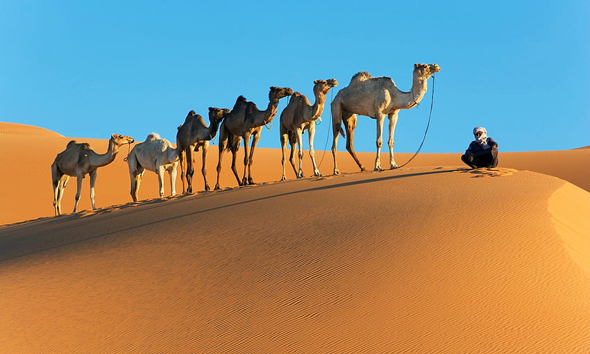 camello camello, desierto fondo de pantalla