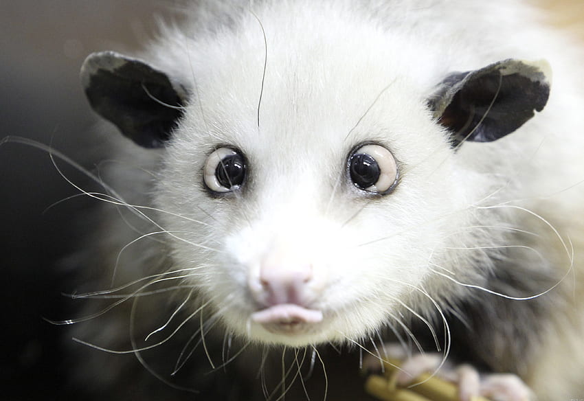 Tiere, Schnauze, Wolle, Sprache, Zunge, Opossum HD-Hintergrundbild