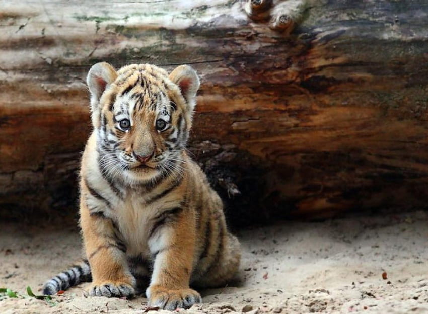 Tiger cub, tigers, animals HD wallpaper