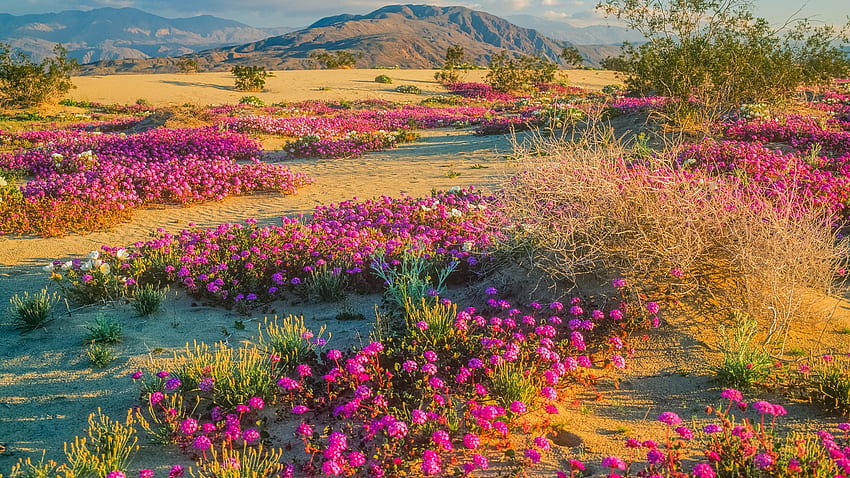 カリフォルニア州アンザボレゴ砂漠州立公園の春の野の花、丘、花、春、花、アメリカ 高画質の壁紙