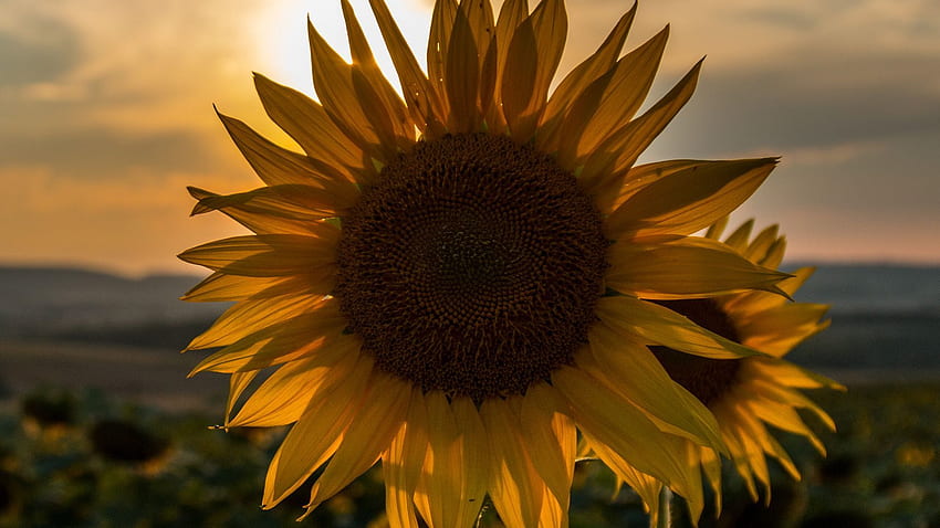 sunflower, sunset, field, sky, summer full , tv, f, background HD wallpaper