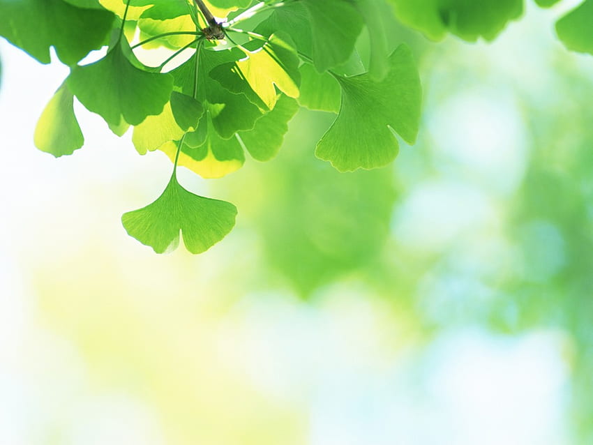 Reine und frische grüne Blätter, Gras, Blätter, Natur, Grün HD-Hintergrundbild