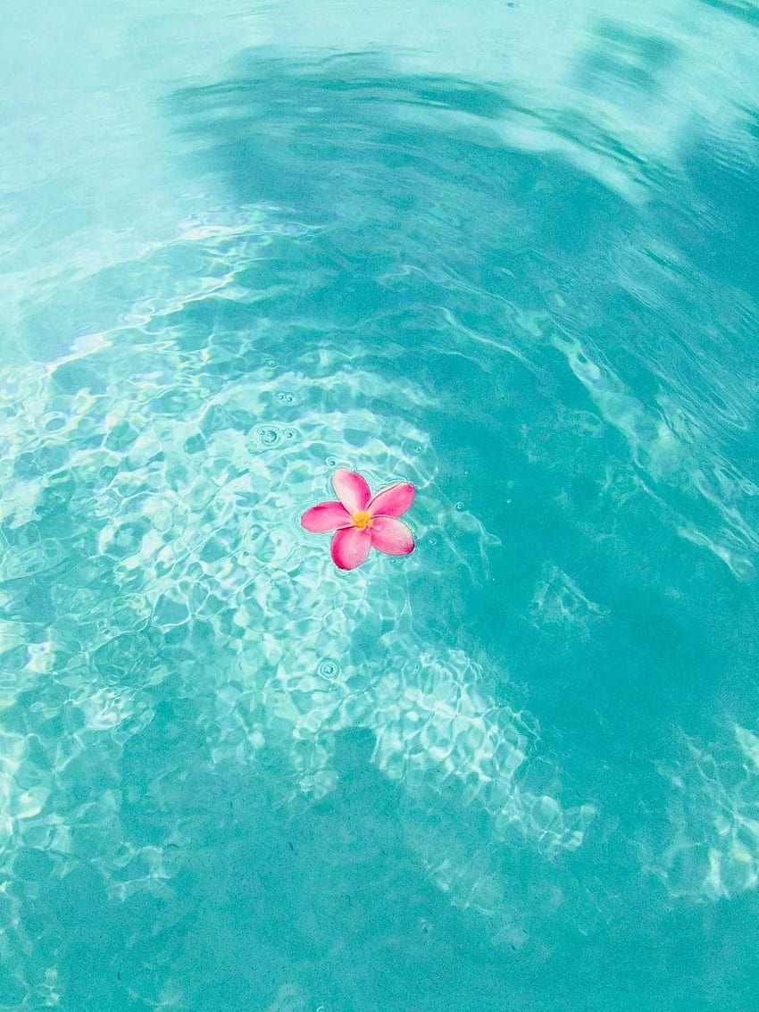La flor de papel plegada se abre (florece) sobre el agua, Summer Water fondo de pantalla del teléfono