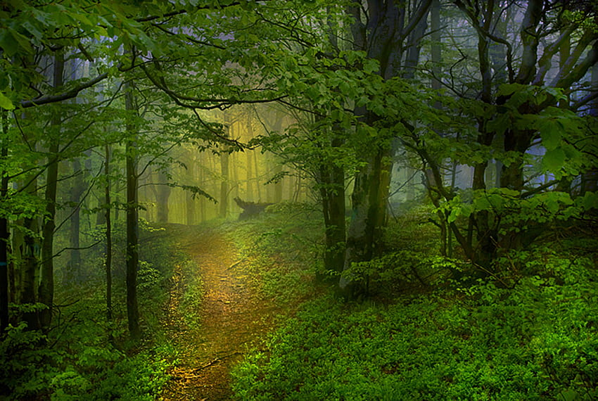 Kayu, hutan, alam, hijau Wallpaper HD