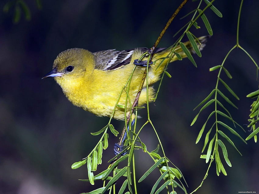 Ptak na gałęzi, zwierzę, gałąź, ptak, kolor żółty, drzewa Tapeta HD