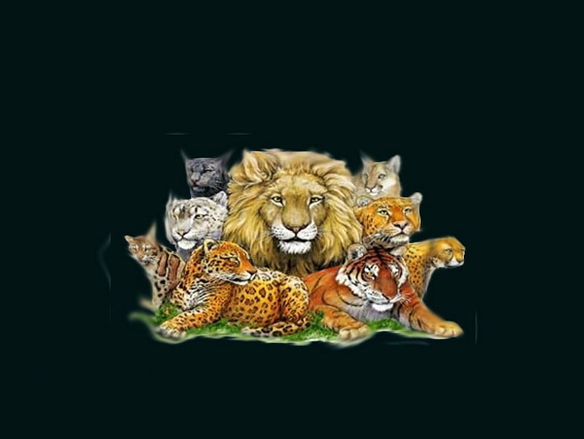 The Big Boys, leopard, lynx, tiger, panther, cougar, cheetah, lion HD wallpaper