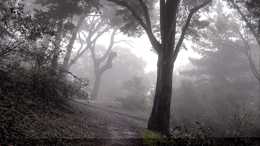 Natura, drzewa, las, mgła, zbocze, zejście, tajemniczy, ponury Tapeta HD