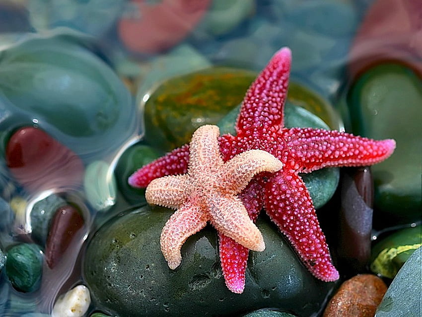 Star Fish, mar profundo, hermoso fondo de pantalla